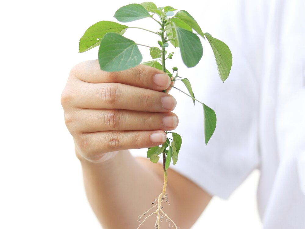 Person holding a root