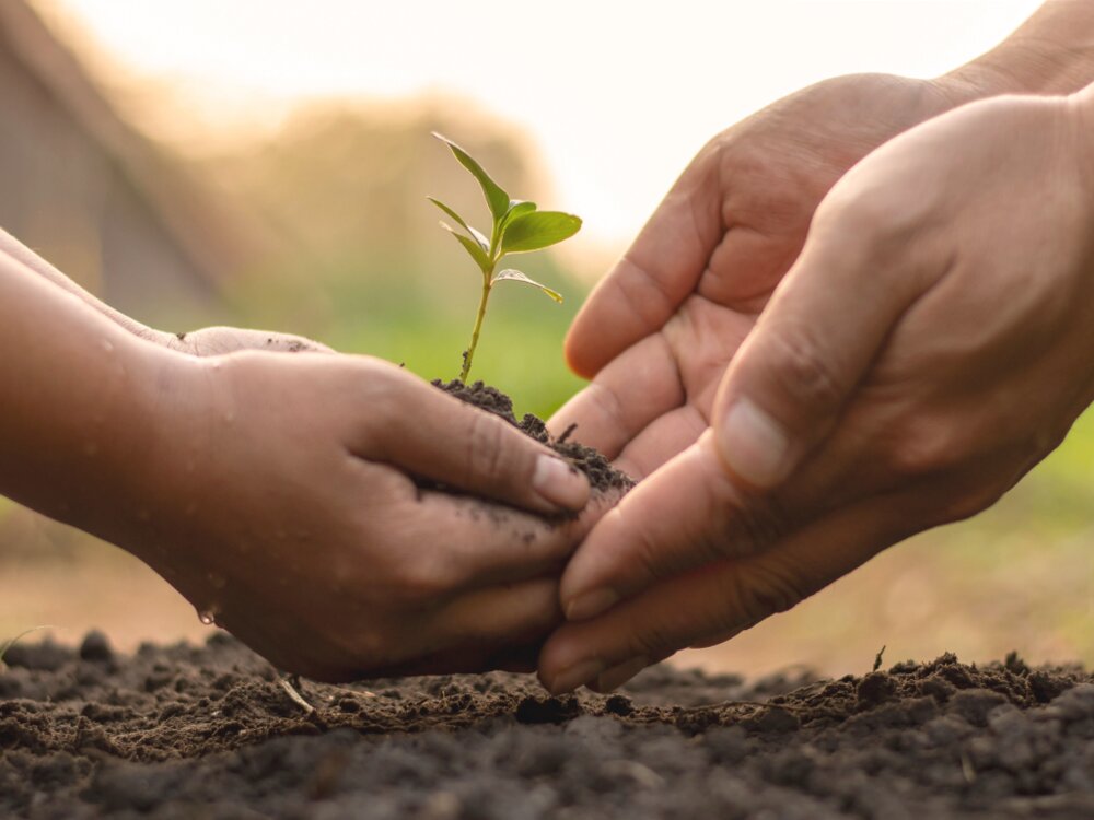 Hands planting seed